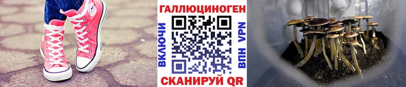 Псилоцибиновые грибы MAGIC MUSHROOMS Кондрово