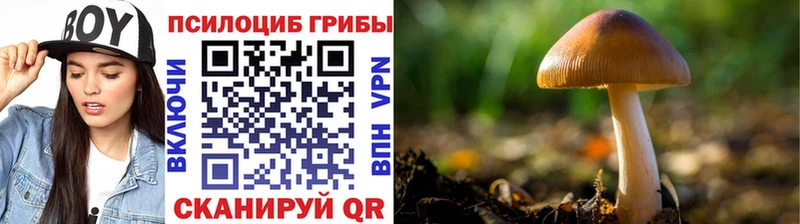 дарнет шоп  Кондрово  Галлюциногенные грибы Psilocybe 